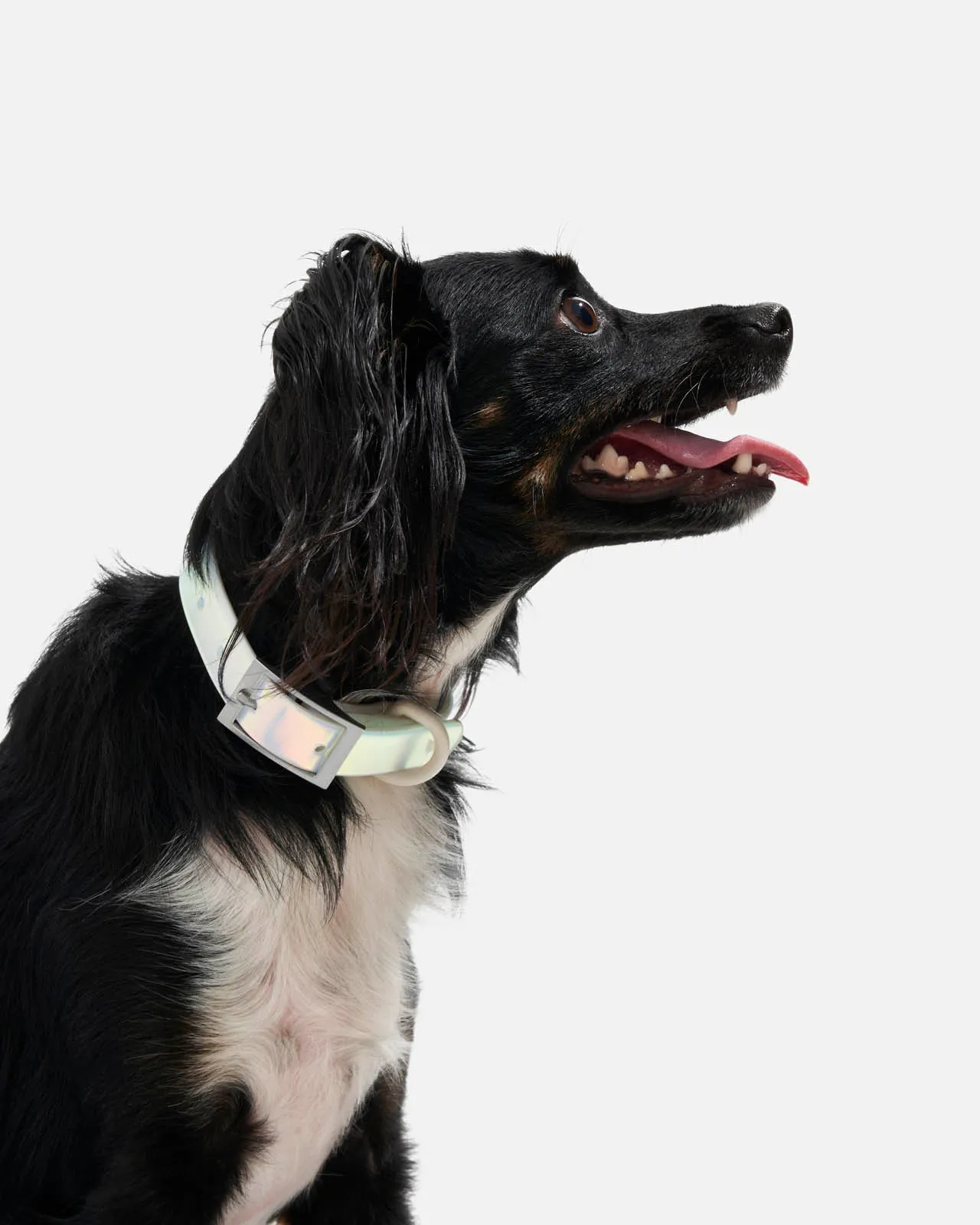 Splendid x Wild One Dog Collar